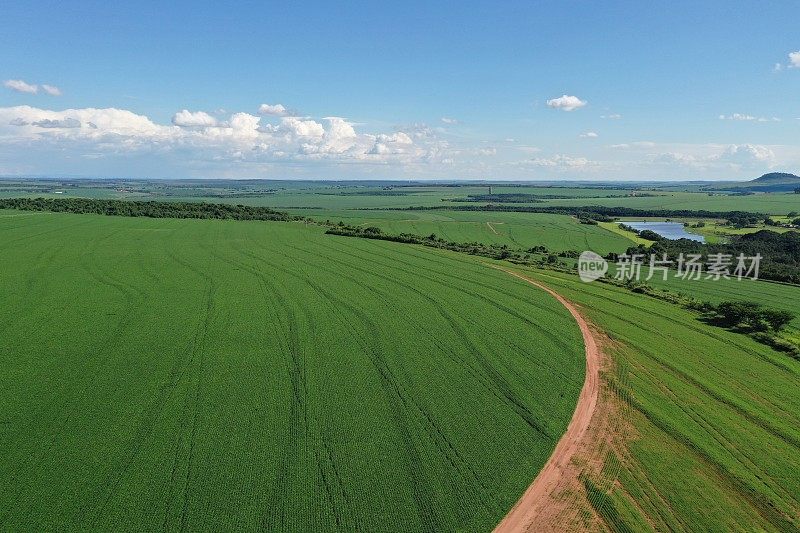 aerial image of an industrial corn plantation in the municipality of Casa Branca, state of São Paulo